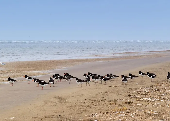 4 Person In Fano-by Traum * Фанё